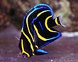 Juvenile Cortez Angel Fish